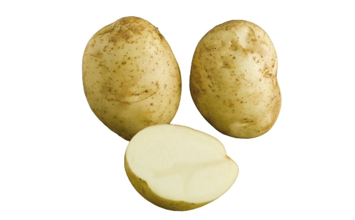 ★NONENON★ POTATO BRC KENNEBEC | PotatoPro